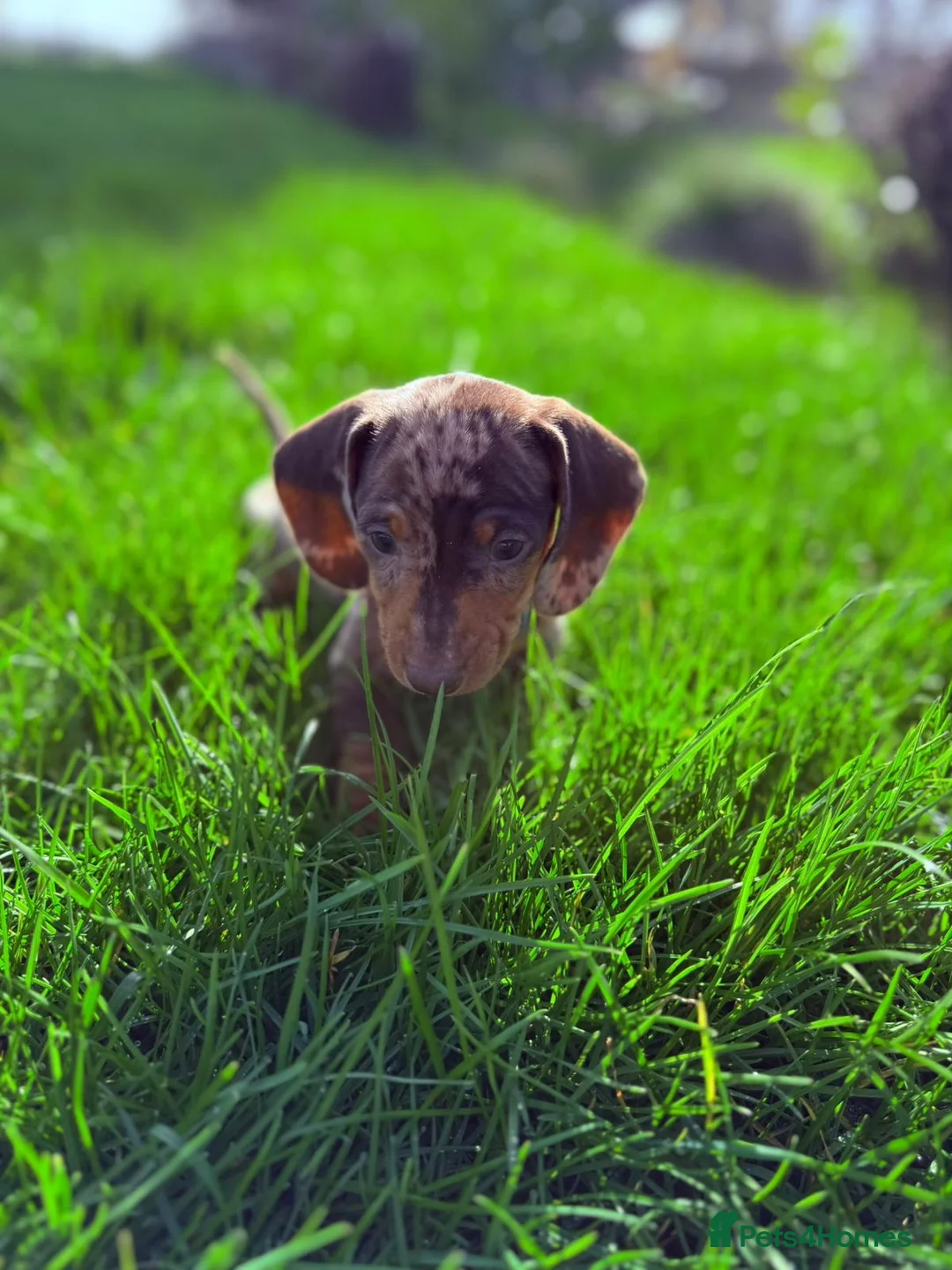 Dachshund dogs for sale: Beautiful Smooth minis for sale  - Advert 1