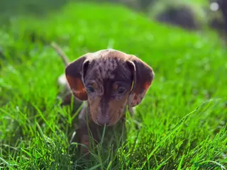 Dachshund dogs Beautiful Smooth minis for sale - Advert 1