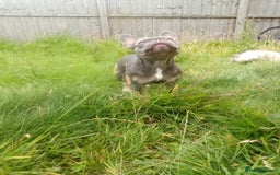 French Bulldog dogs for sale: French bulldog lilac - Image 6