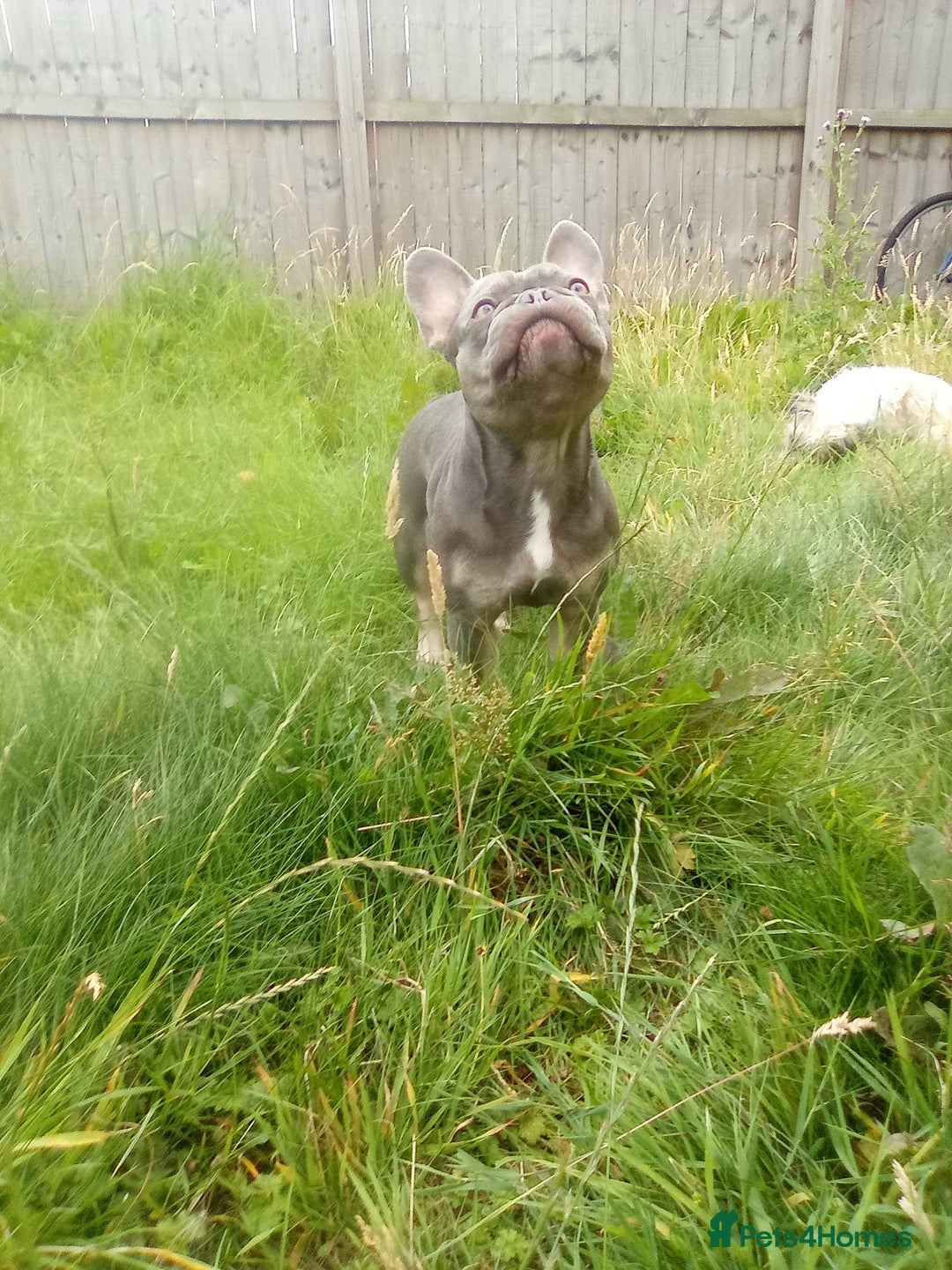 French Bulldog dogs for sale: French bulldog lilac - Image 6