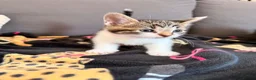 Mixed Breed cats for sale: Beautiful 7 kittens looking for forever homes - Advert 6
