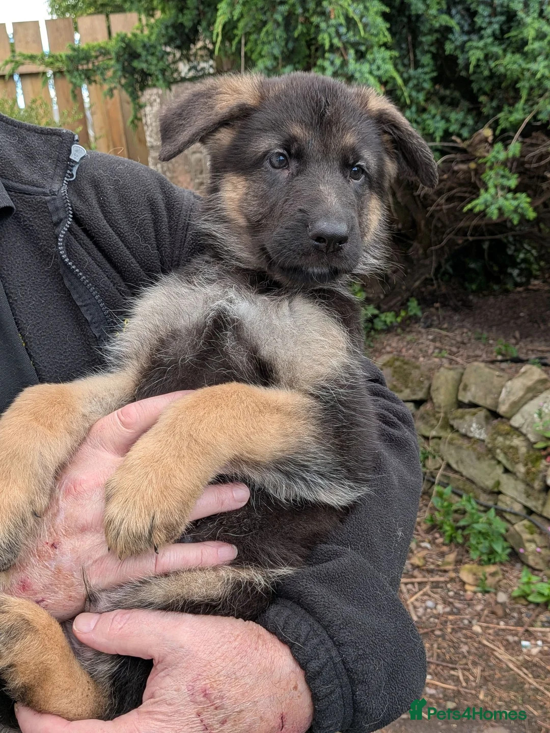 German Shepherd dogs for sale: german shepherd pups for sale - Advert 7