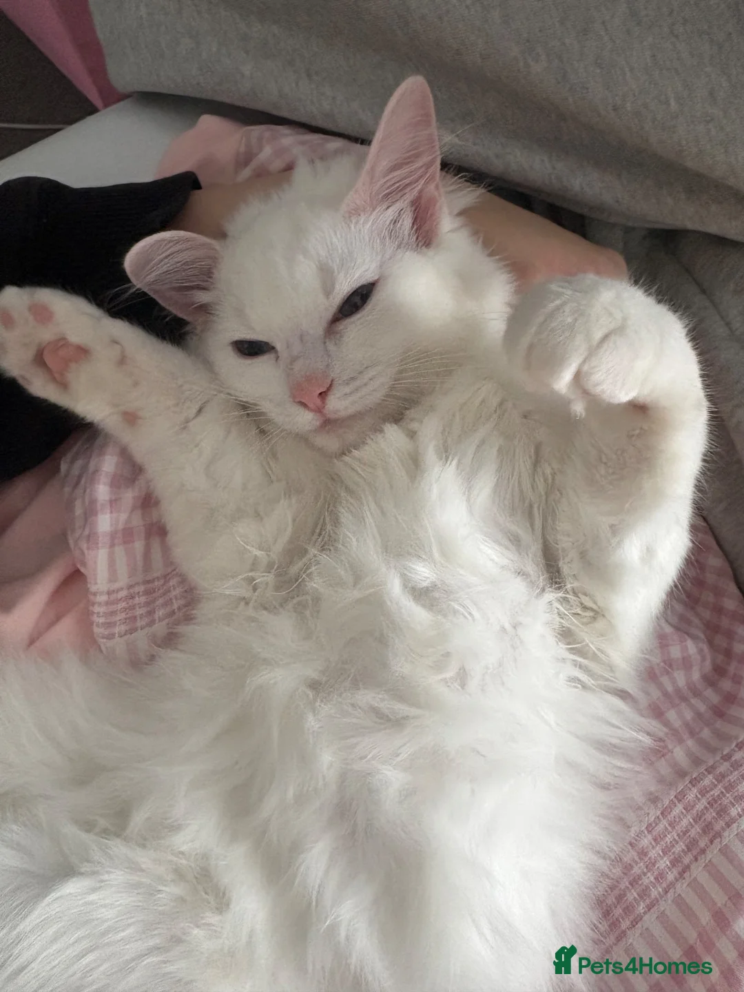 Ragdoll cats for sale: Gorgeous Lilac bi colour Ragdoll in London - Advert 1
