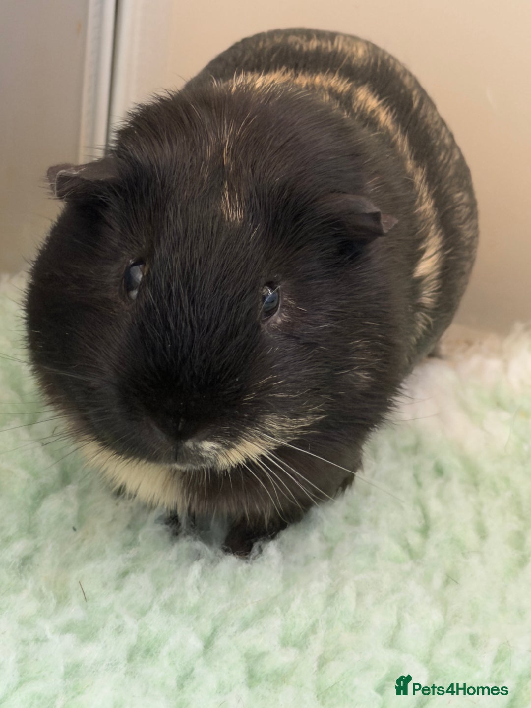 Guinea Pig rodents for sale: Sad Sale  - Advert 2