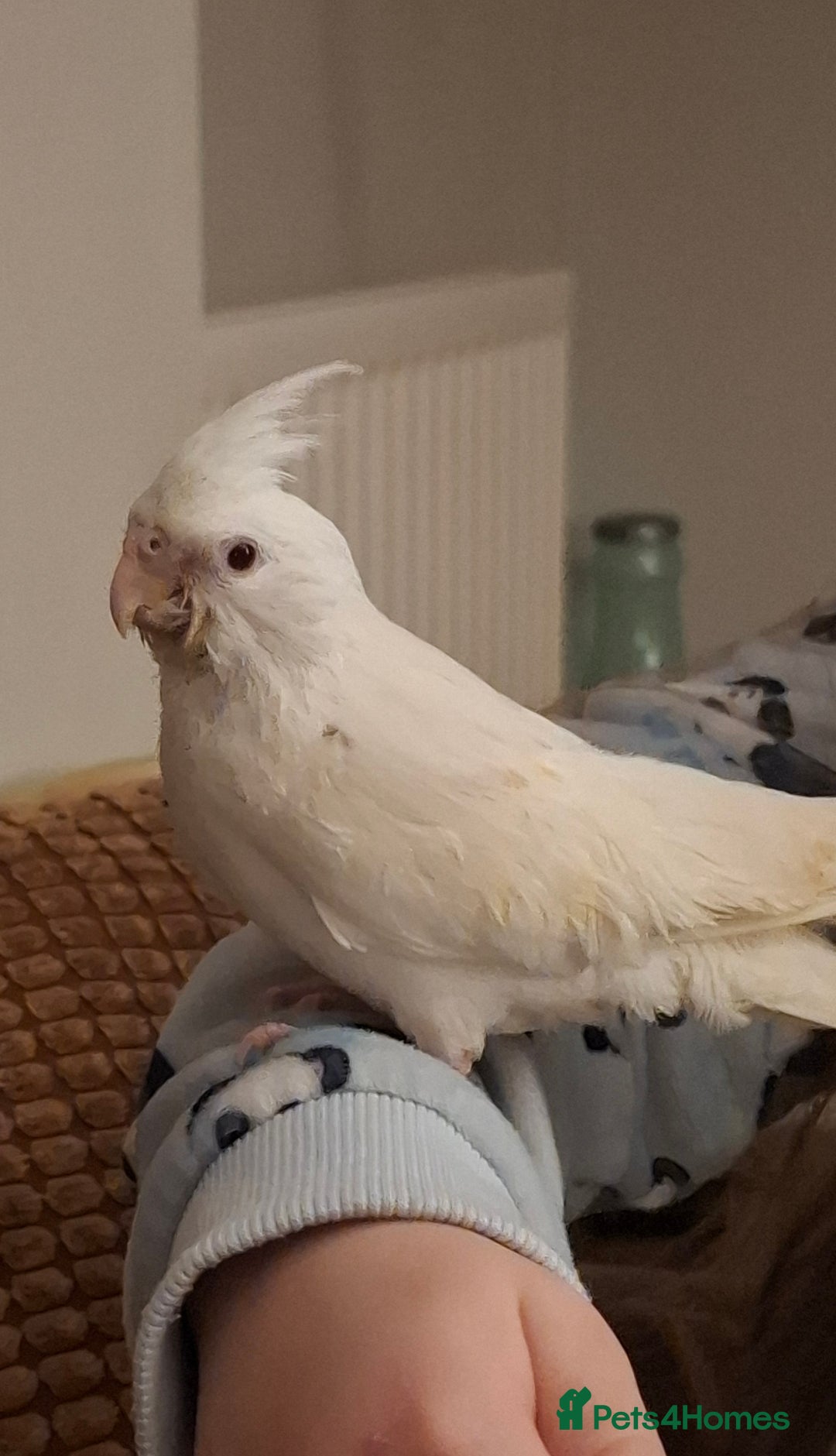 Cockatiels birds for sale: Hand Reared Cockatiel - Advert 4