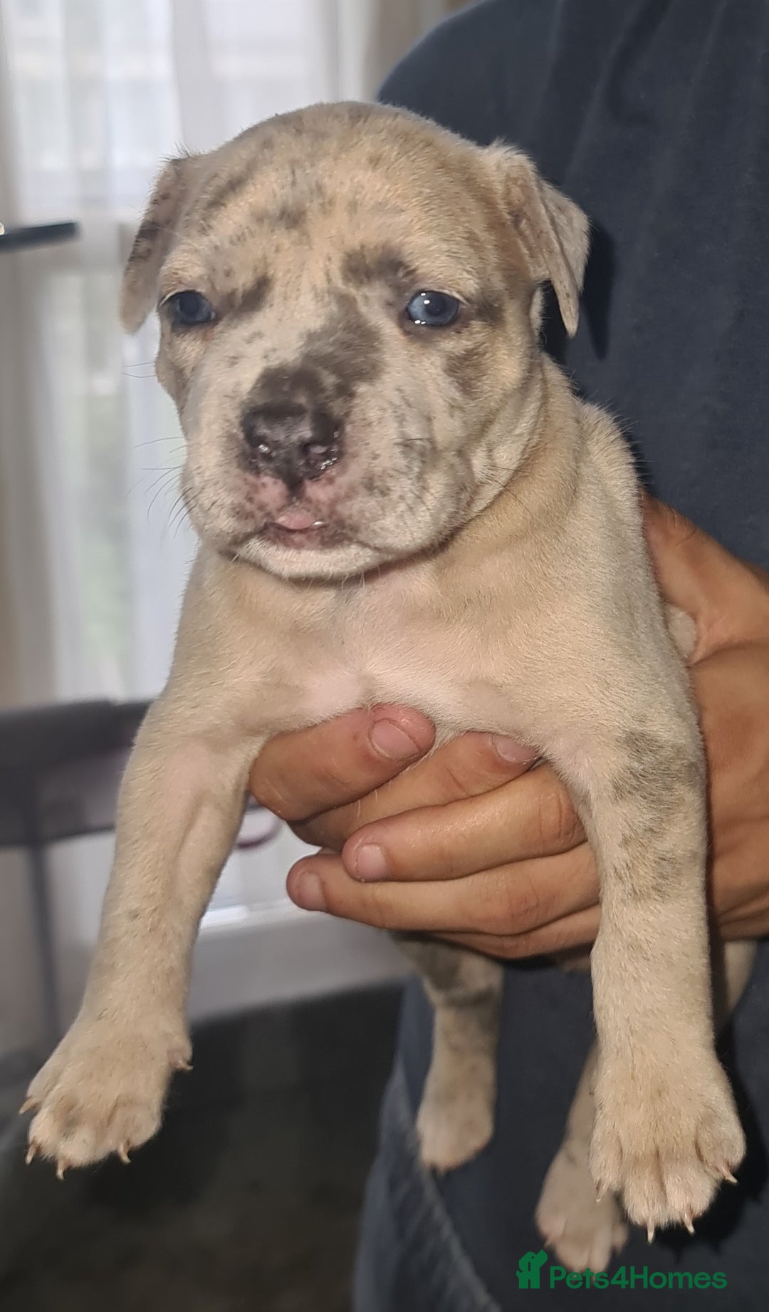 Mixed Breed dogs for sale: Top level Crossbreed pups - Image 14