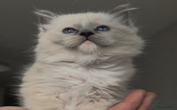 Ragdoll cats for sale: Ragdoll kittens ready to go! - Image 2