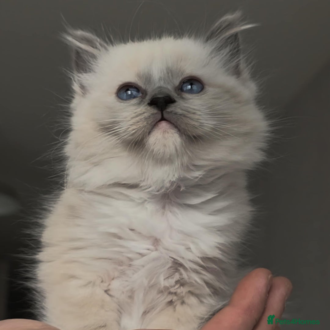 Ragdoll cats for sale: Ragdoll kittens ready to go! - Image 2