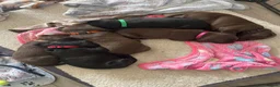 Mixed Breed dogs for sale: Lab Viszlas - Ready to go!  - Advert 6