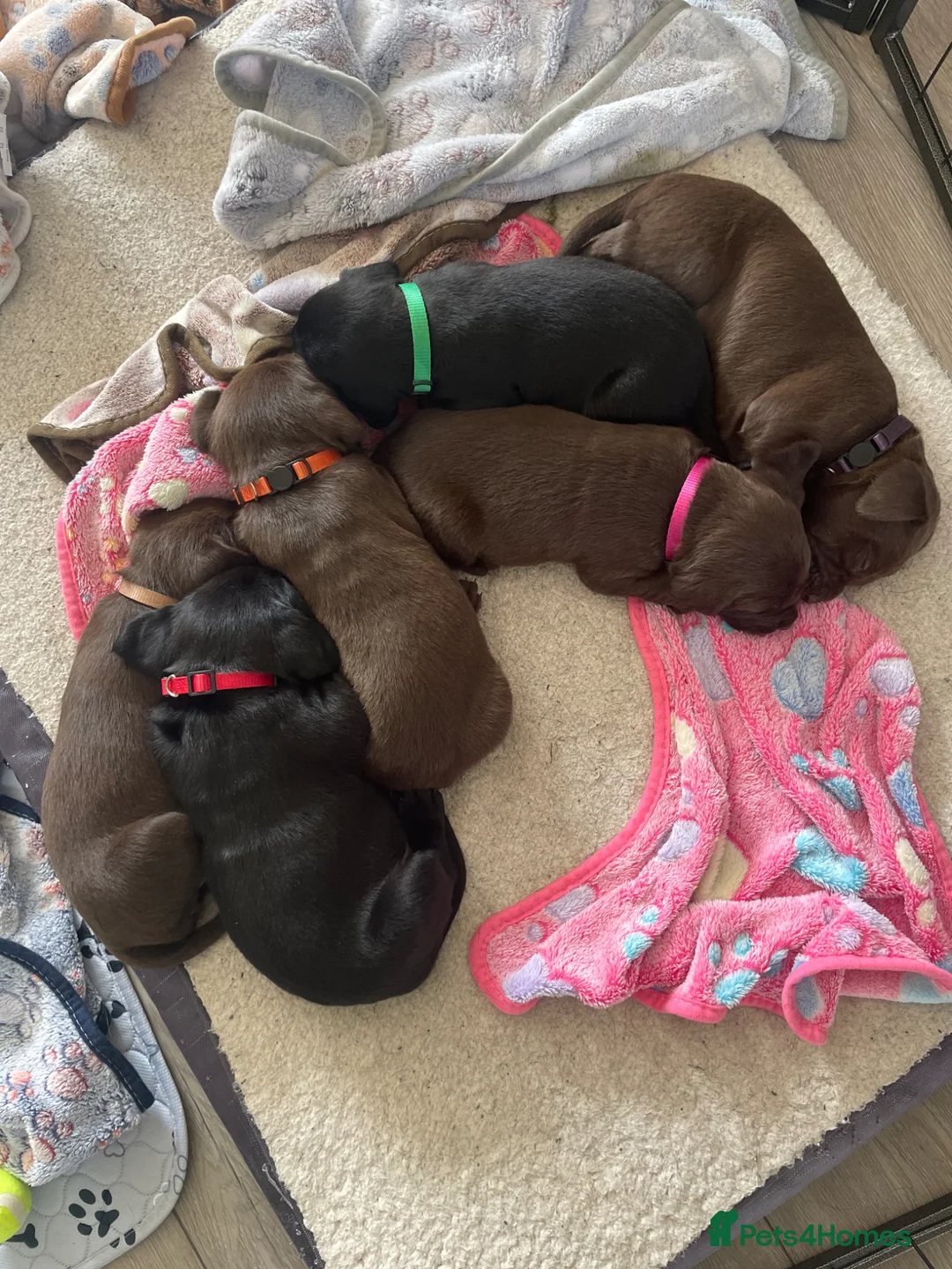 Mixed Breed dogs for sale: Lab Viszlas - Ready to go!  - Advert 6