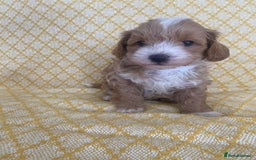 Maltipoo dogs for sale: Beautiful, health tested maltipoos  - Image 1