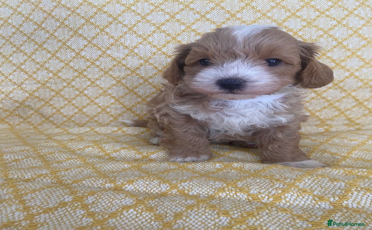Maltipoo dogs - Advert 2