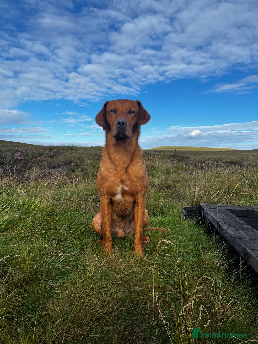 Labrador Retriever dogs for stud: KC REG FULLY HEALTH TESTED WORKING DARK RED STUD in Hawes - Image 17
