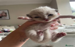 Ragdoll cats for sale: 5 Purebred kittens for SALE - Image 5