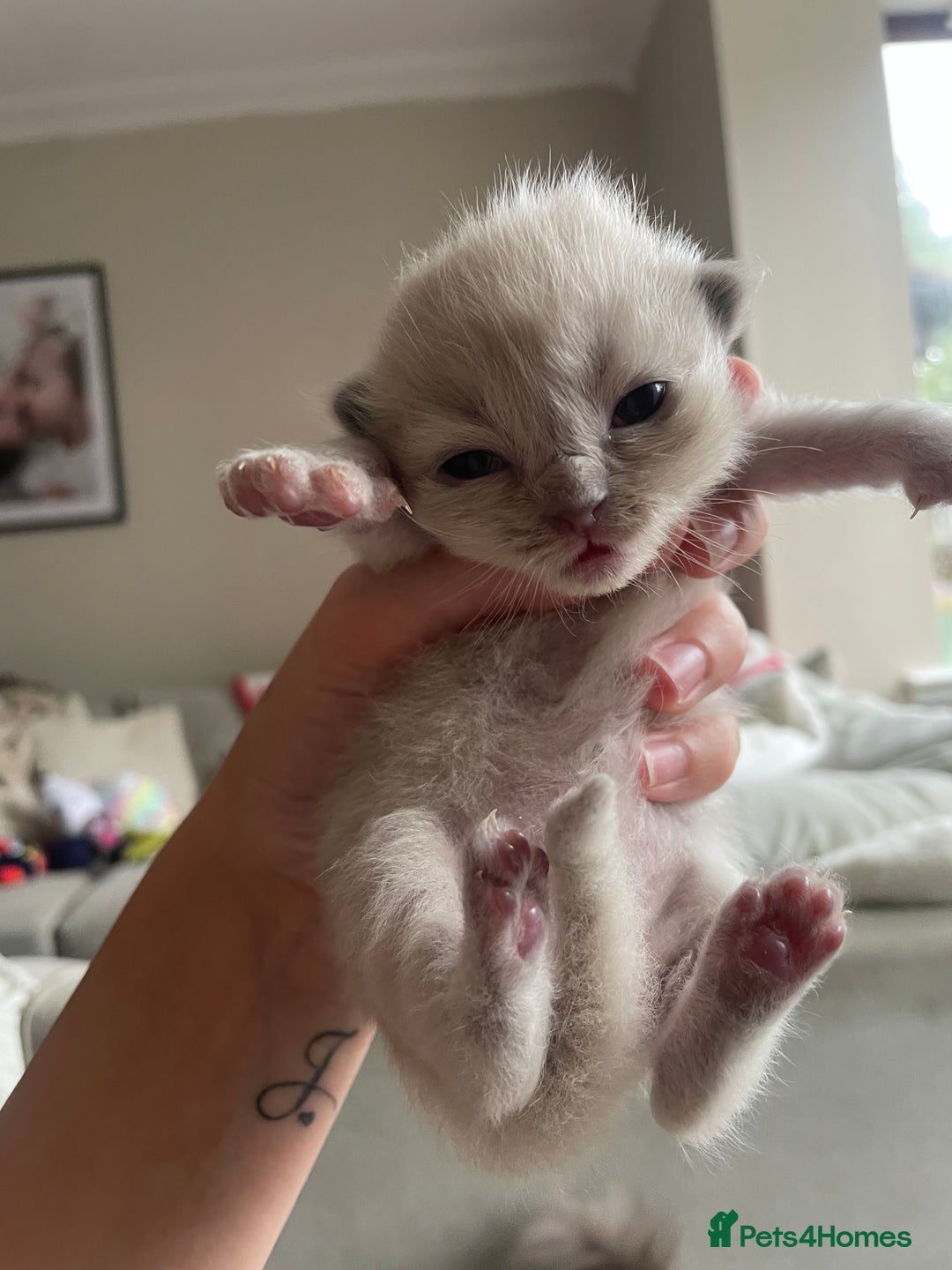 Ragdoll cats for sale: 5 Purebred kittens for SALE - Image 5