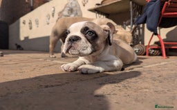 French Bulldog dogs for sale: REDUCED One Gorgeous Boy Frenchie left🐾 - Image 20
