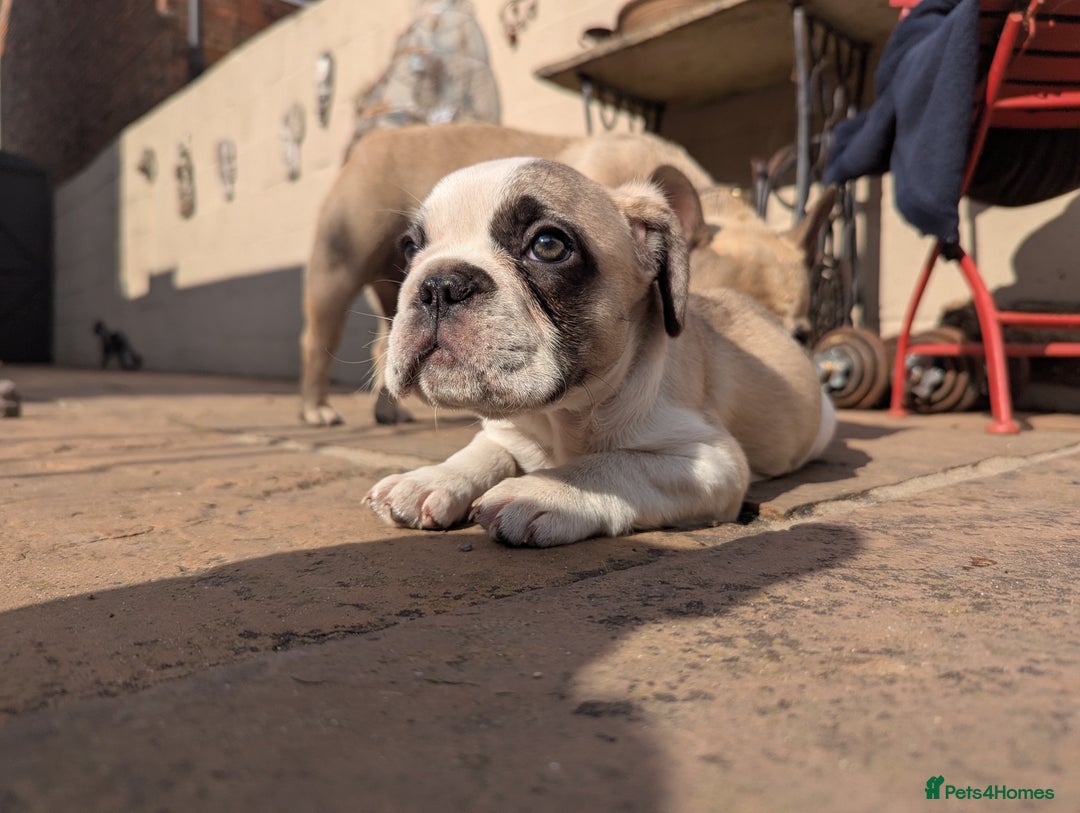 French Bulldog dogs for sale: REDUCED One Gorgeous Boy Frenchie left🐾 - Image 20