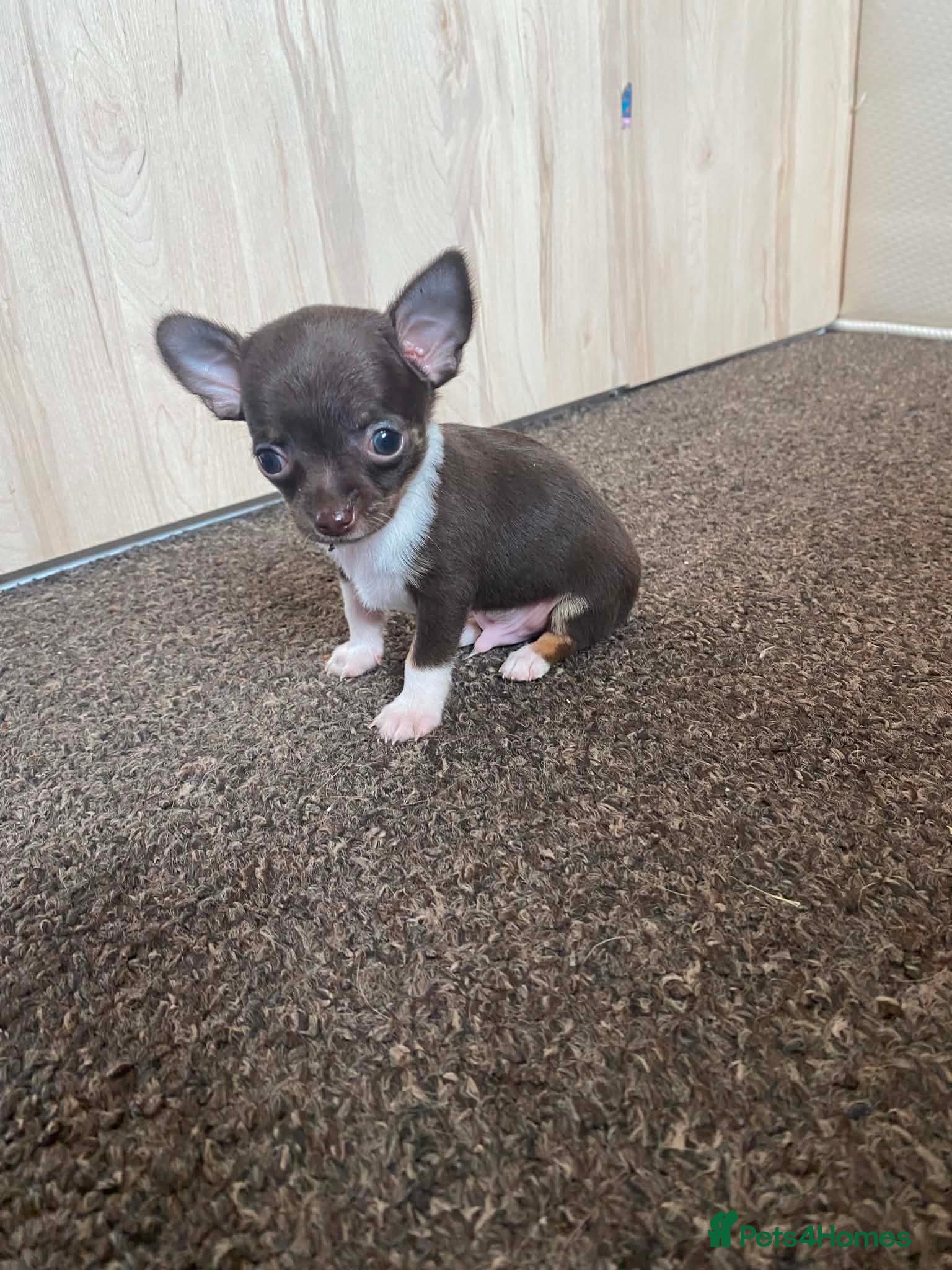 Chihuahua dogs Pedigree Male Chihuahua puppies - Advert 1