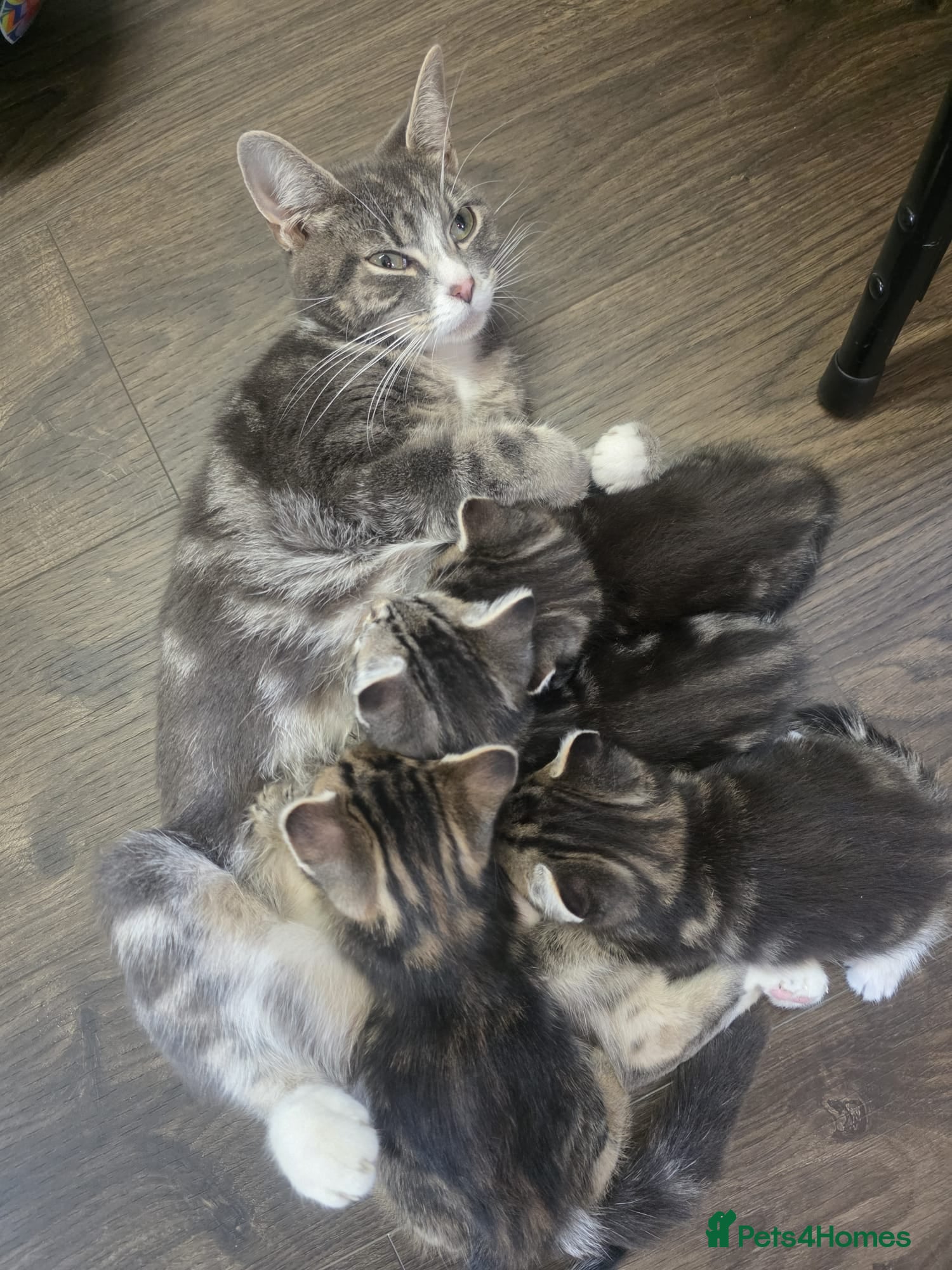 Mixed Breed cats for sale: Tabby kittens available 22nd of June - Advert 9