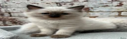 Ragdoll cats for sale: 🐾 Pure Ragdoll Kittens 🐾 - Advert 14