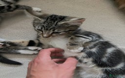Maine Coon cats for sale: Adorable Kittens - Image 12