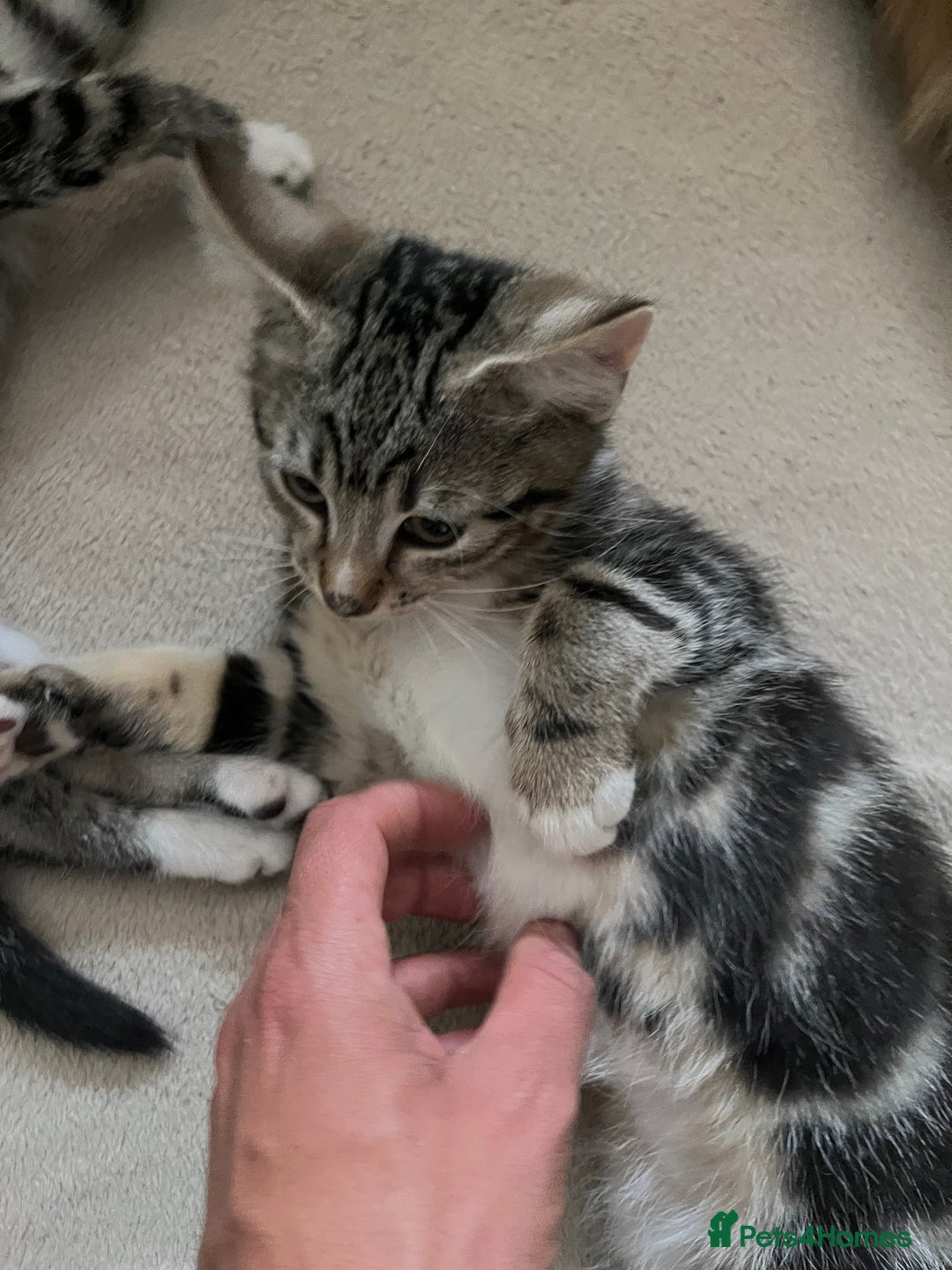 Maine Coon cats for sale: Adorable Kittens - Image 12