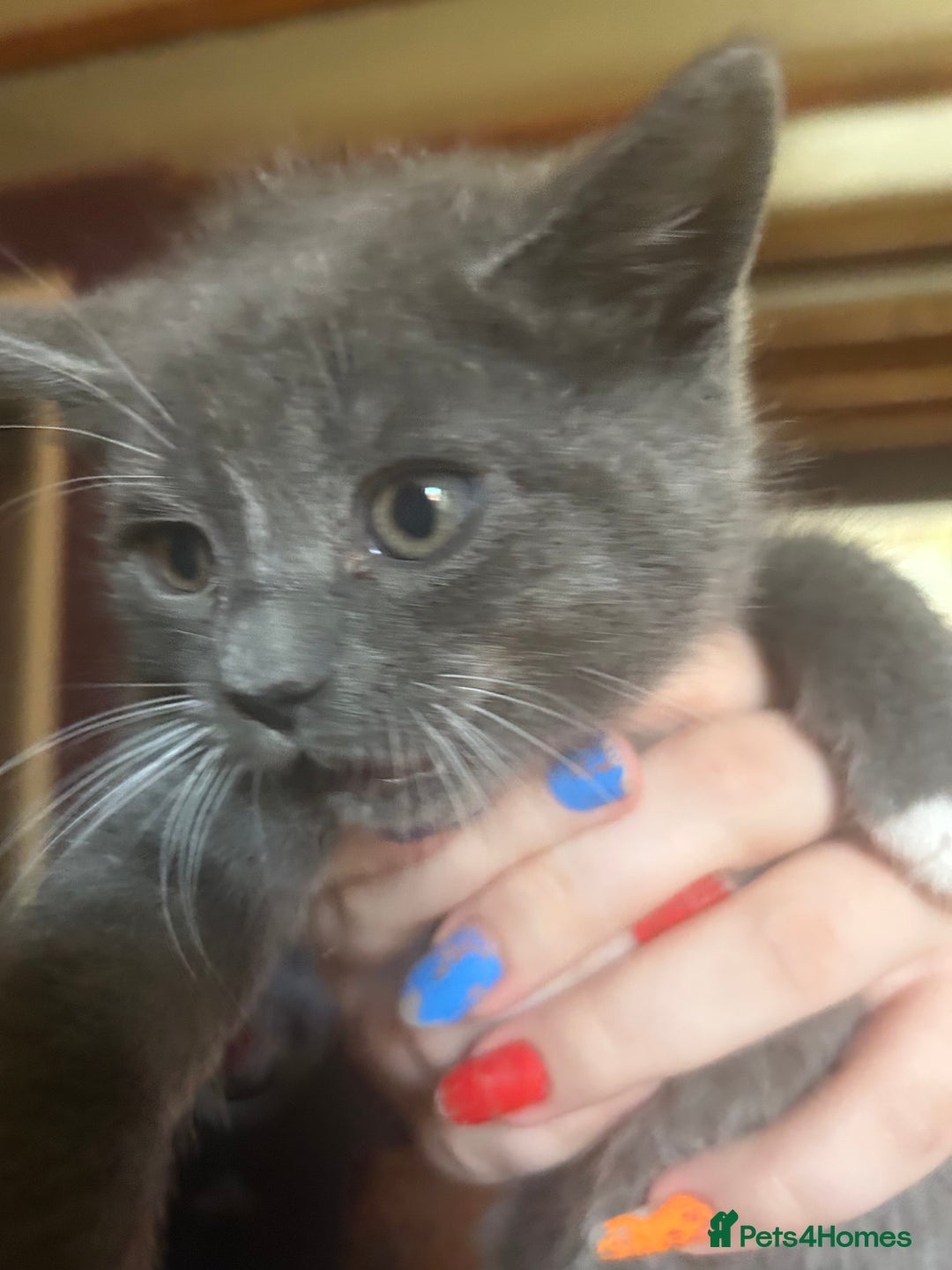 Mixed Breed cats for sale: Blue male with white socks  - Image 8