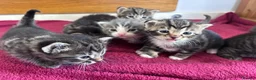 Mixed Breed cats for sale: Beautiful kittens  - Advert 12