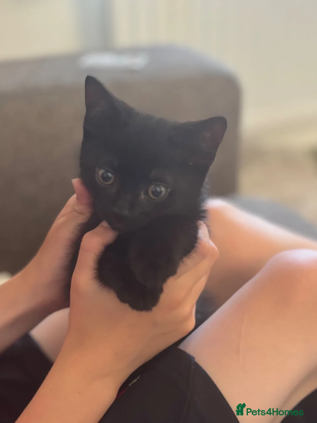 Mixed Breed cats for sale: Gorgeous male kitten ready this weekend  - Advert 8