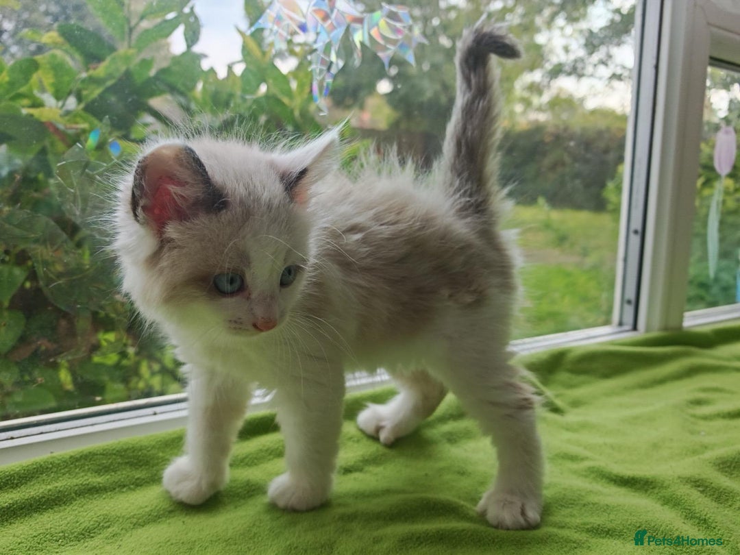 Ragdoll cats for sale: Ragdoll/Siamese Beautifull kitten +chip - Image 10