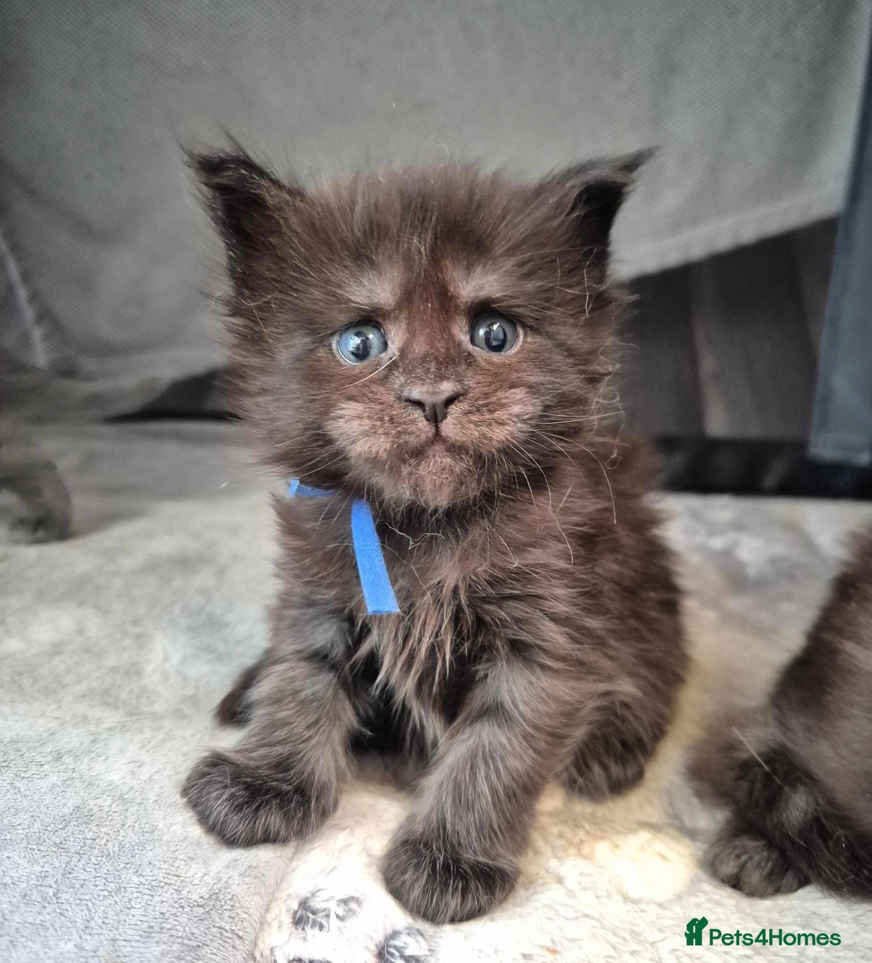 Maine Coon cats Blue/ black smoke Imported Lines - Advert 12