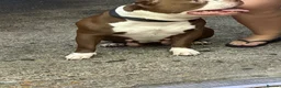 American Bully dogs for sale: Stunning Pocket Bully pups paymentplans available - Advert 10