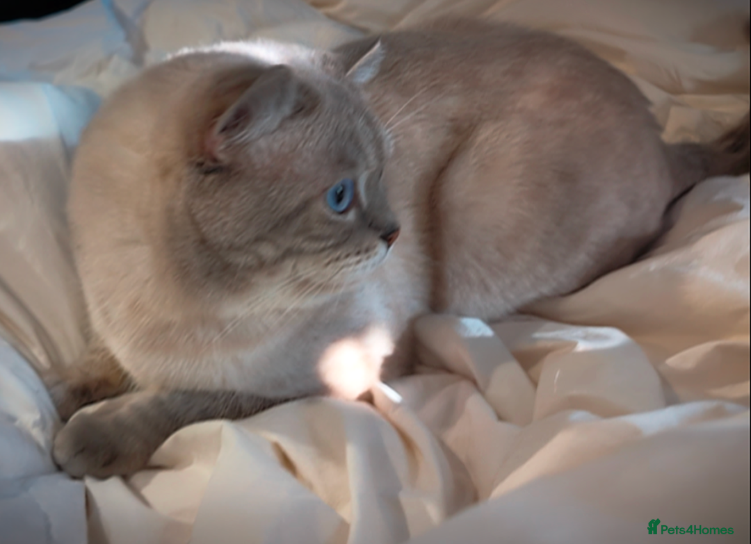 British Shorthair cats for stud: 🏆GCCF & TICA reg🪩BSH COLORPOINT🟥STUD - Advert 9