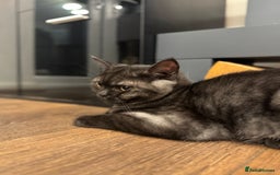 British Shorthair cats for sale: RARE COLOUR PURE PEDIGREE BSH KITTENS.2 BOYS LEFT. - Image 7
