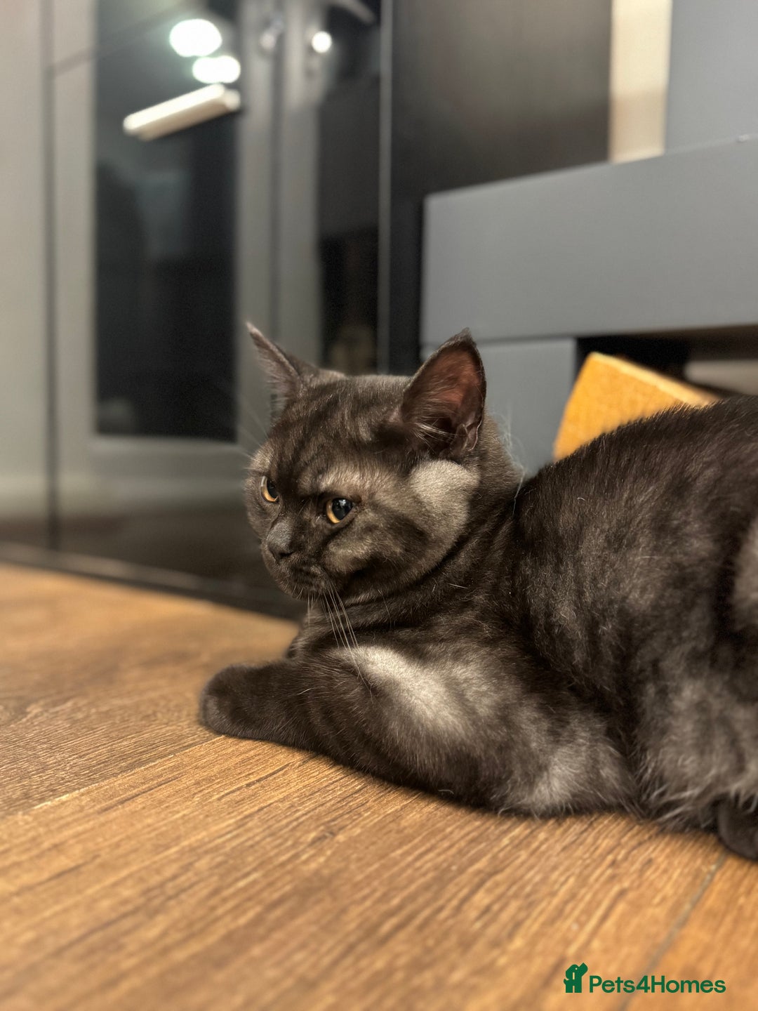British Shorthair cats for sale: RARE COLOUR PURE PEDIGREE BSH KITTENS.2 BOYS LEFT. - Image 7