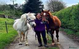 Arabian horse horses for sale: 15hh Arab Gelding For Sale - Image 6