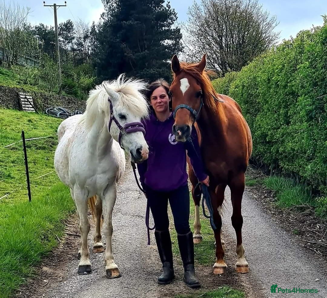 Arabian horse horses for sale: 15hh Arab Gelding For Sale - Image 6