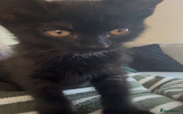 Bombay cats for sale: 4.5m Female Kitten - Image 2