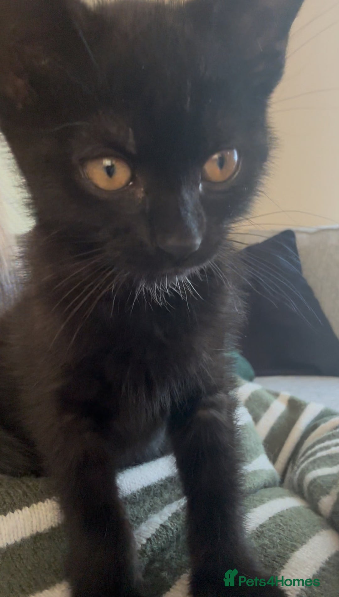 Bombay cats for sale: 4.5m Female Kitten - Image 2