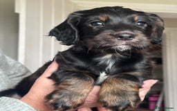 Cocker Spaniel dogs for sale: One beautiful working cocker girl  - Image 3