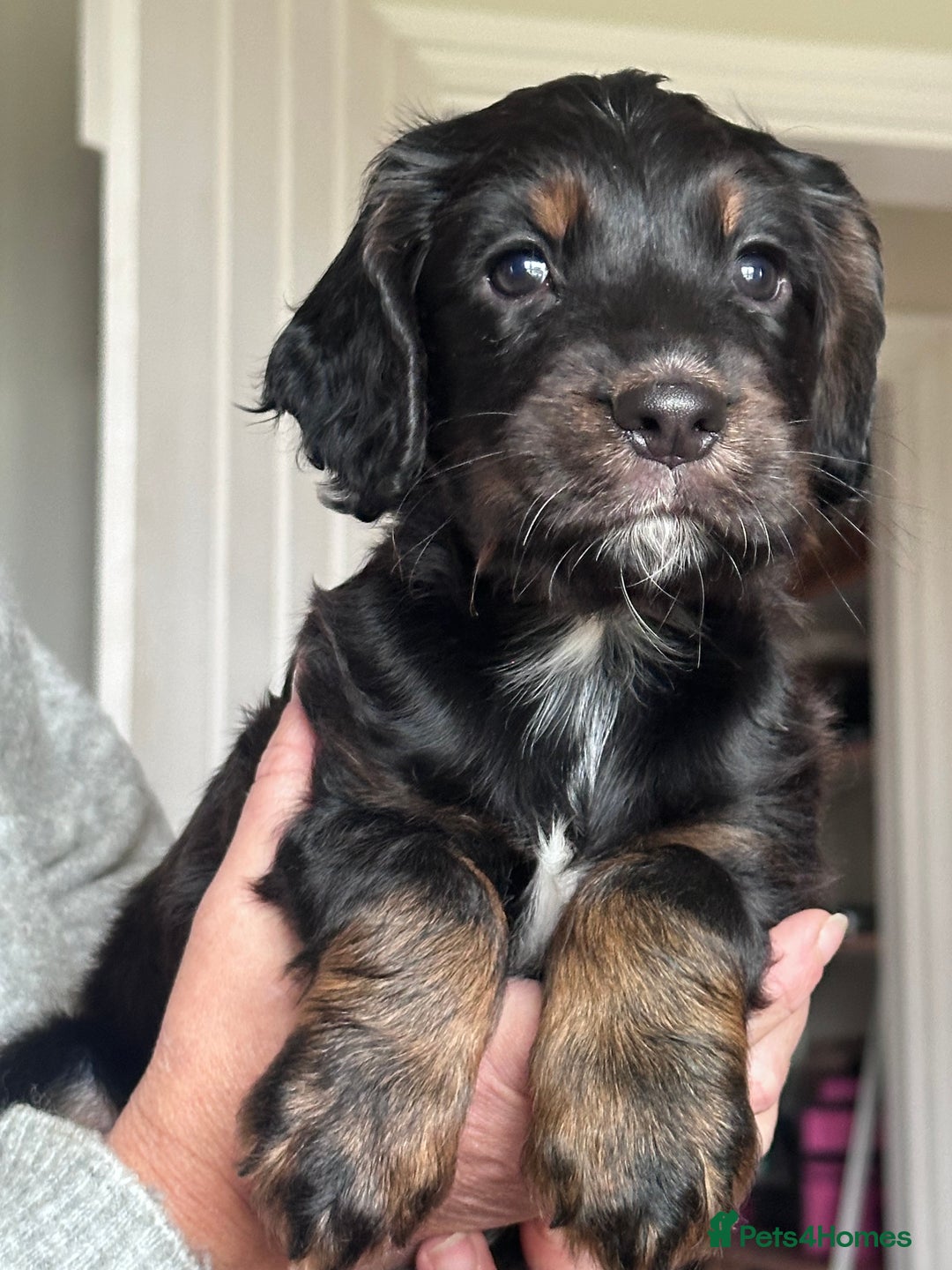 Cocker Spaniel dogs for sale: One beautiful working cocker girl  - Image 3