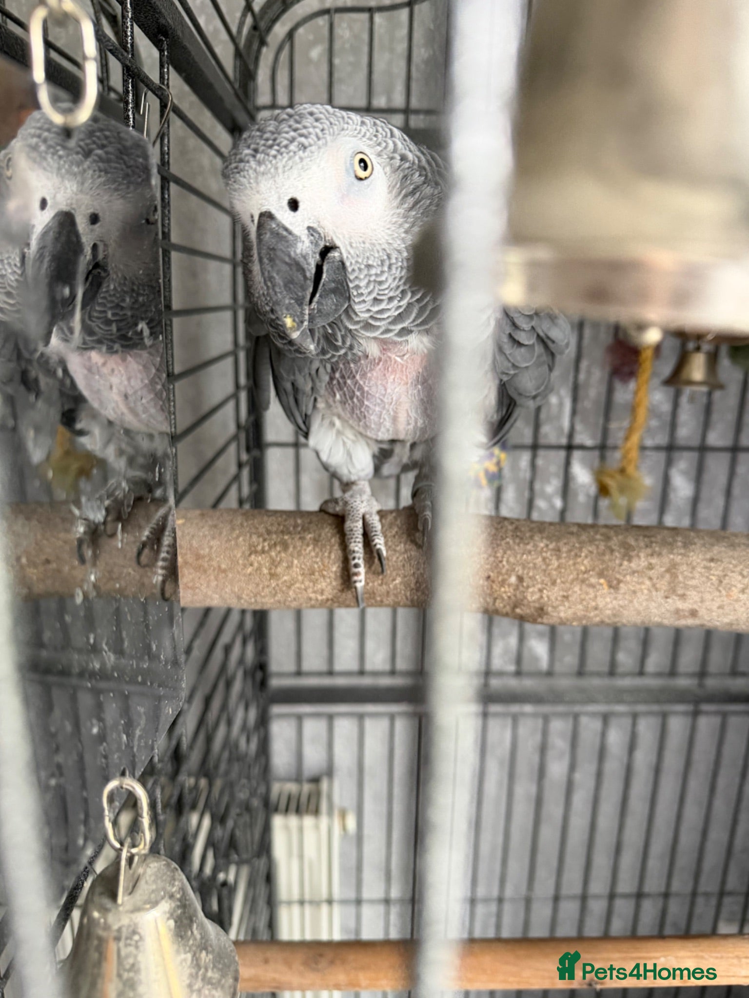 Parrots birds African grey - Advert 8
