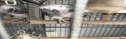 Parrots birds for sale: African grey in Bedlington - Advert 1
