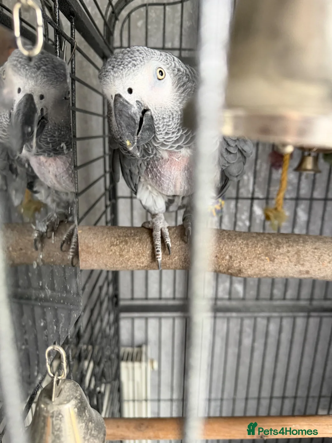 Parrots birds for sale: African grey in Bedlington - Advert 1