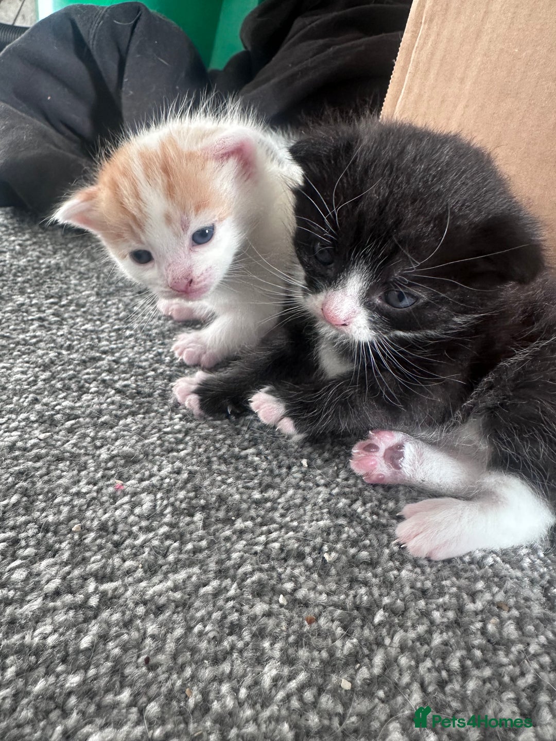 Mixed Breed cats for sale: Fluffy kittens  - Advert 2