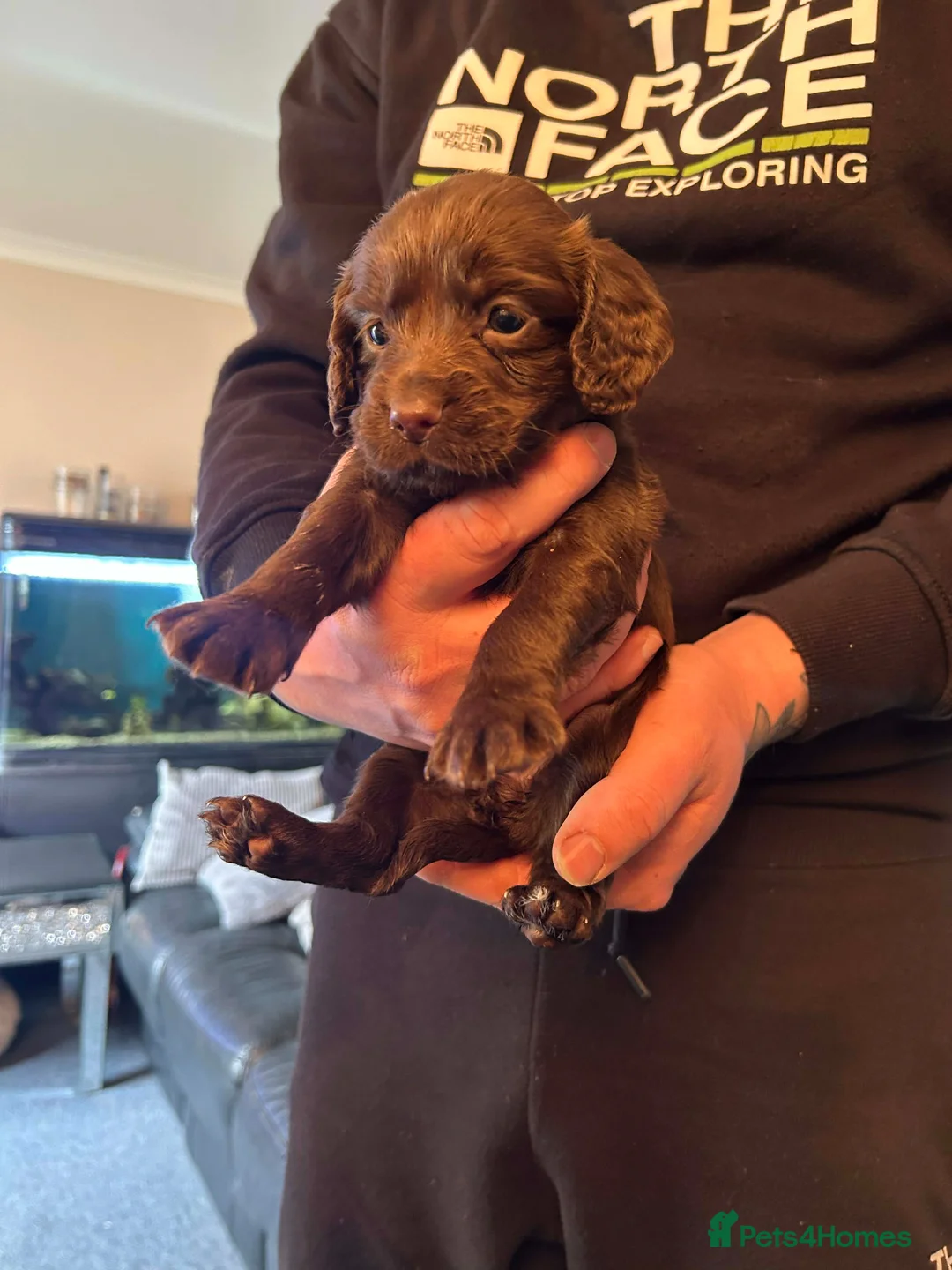 Cocker Spaniel dogs for sale: Georgous working cocker puppies - Advert 13