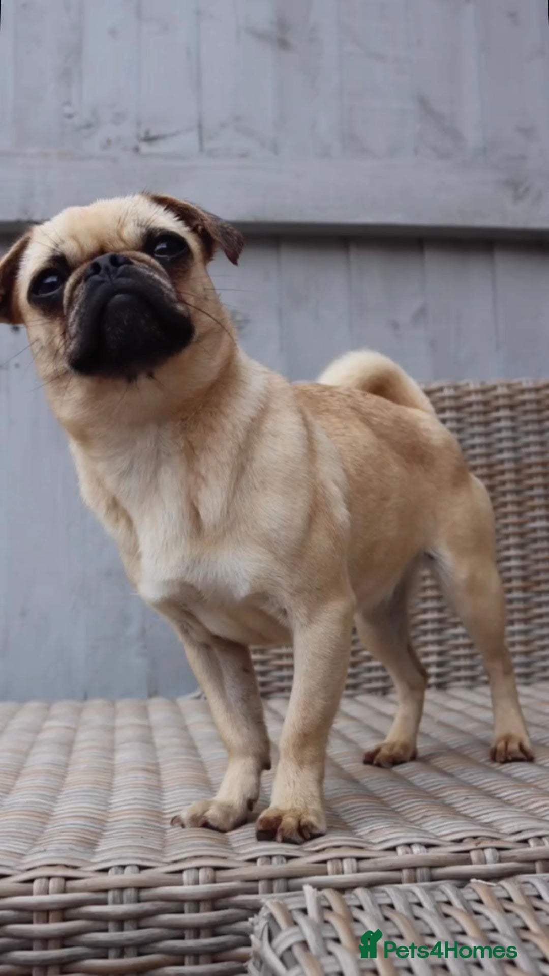 Griffon Bruxellois dogs for sale: Brussels griffons  - Advert 32