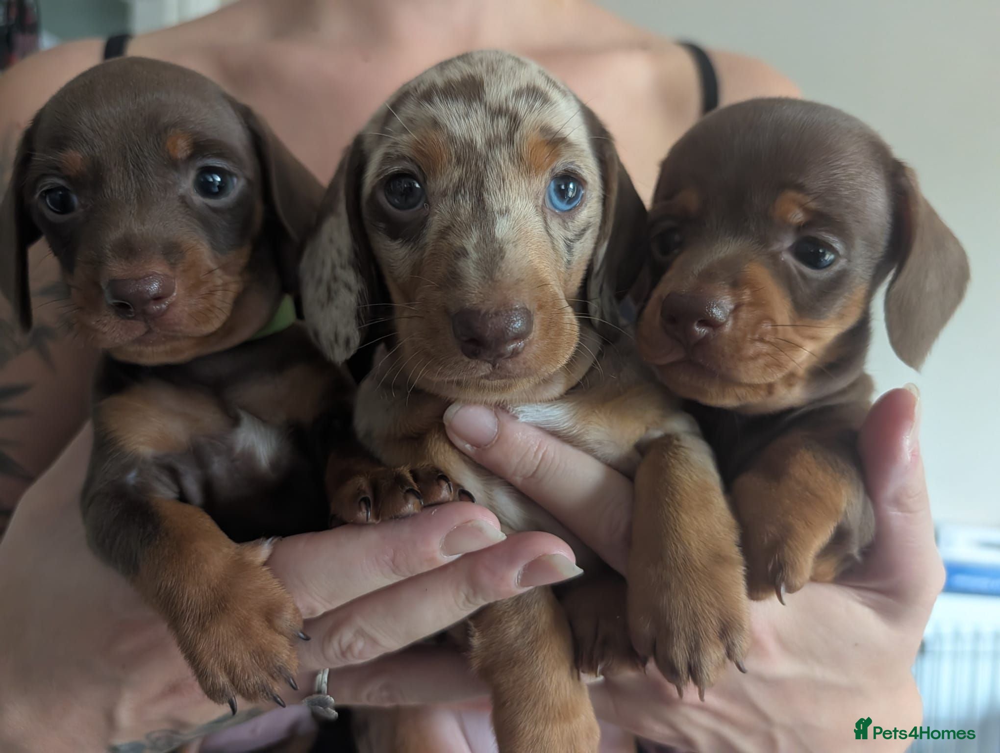 Miniature Dachshund dogs Miniature Dachshund pups for sale  - Advert 11