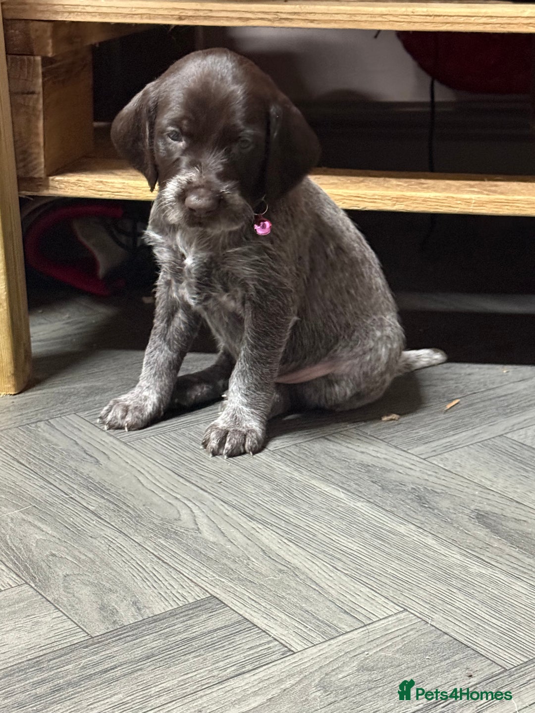 German Wirehaired Pointer dogs for sale: German Wirehaired puppies for sale  - Advert 4