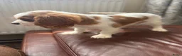 Cavalier King Charles Spaniel dogs for sale: Very active and super sweet boy is ready to go - Advert 12